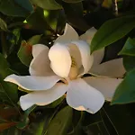 I Fiori Di Salici 3*