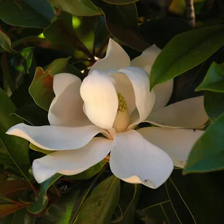 I Fiori Di Salici 3*