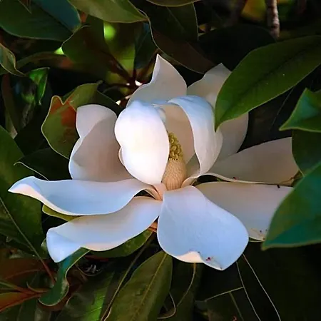 I Fiori Di Salici شقة فندقية 3*