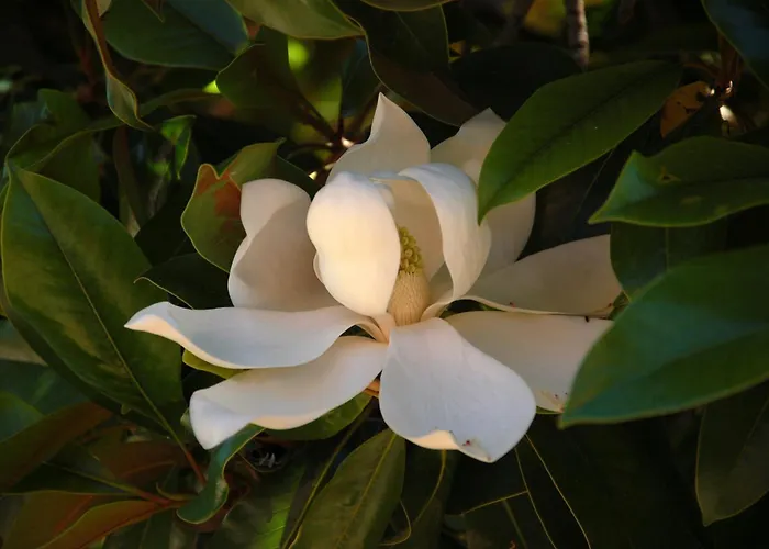 I Fiori Di Salici 3*